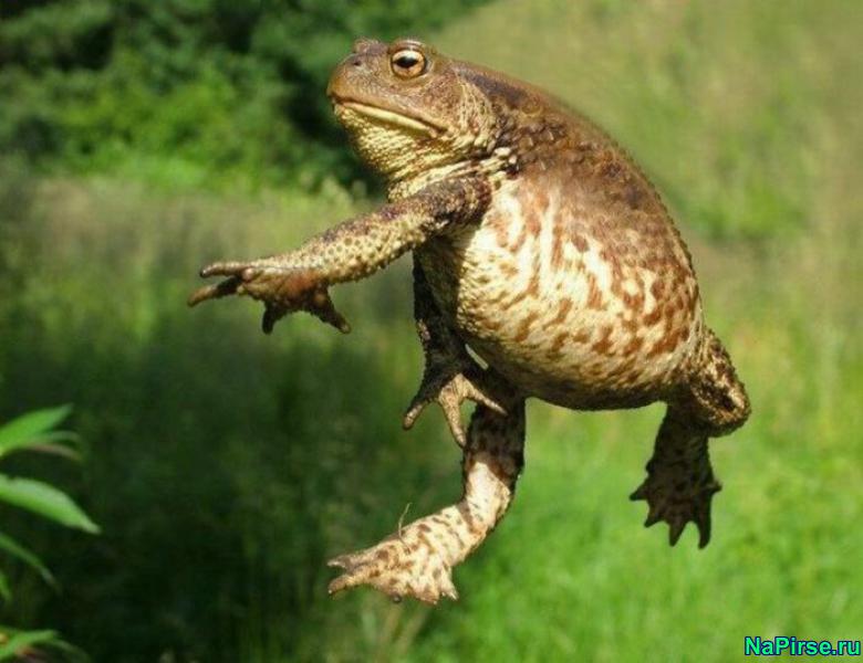 Забавные животные фото