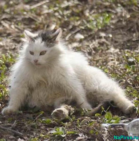Мартовские коты