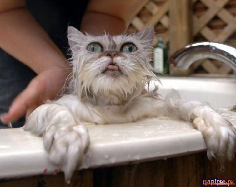Мокрый кот котенок водные процедуры купание