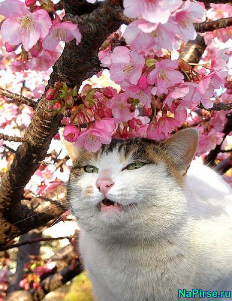 Мартовские коты