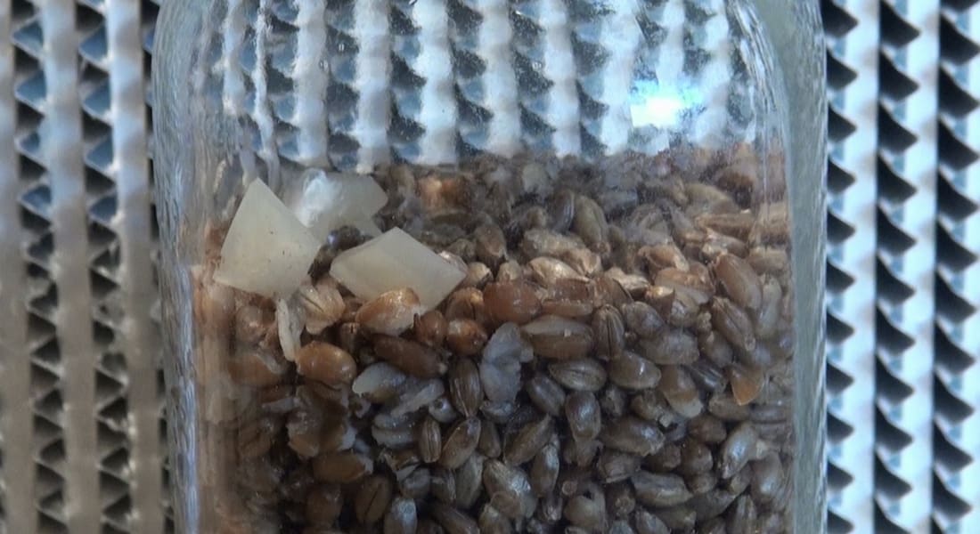 inoculating-grain-jars-for-growing-mushrooms
