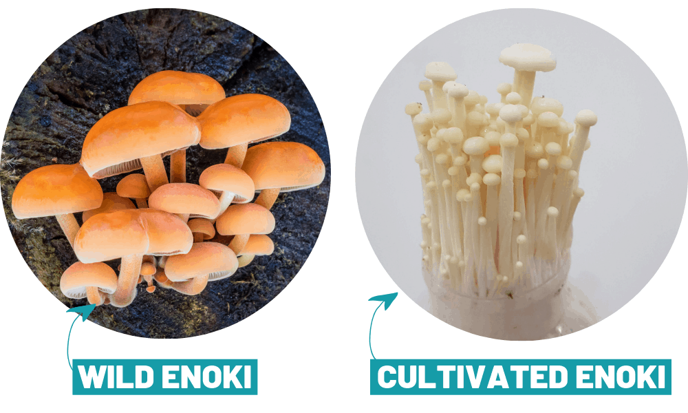 wild-vs-cultivated-enoki