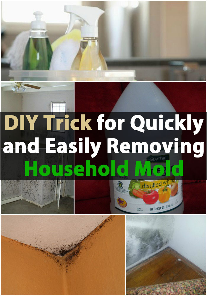 DIY Trick for Quickly and Easily Removing Household Mold