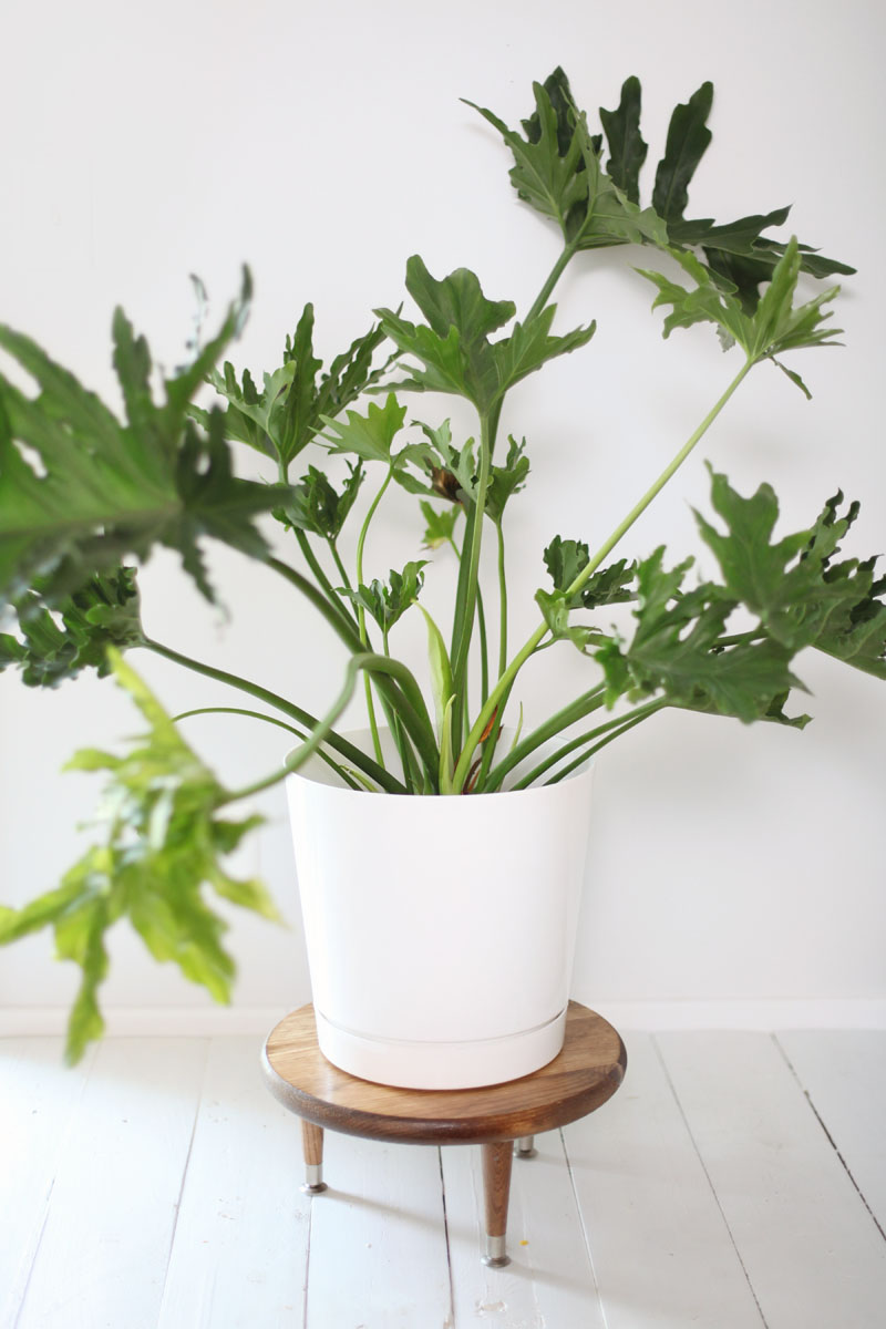 Diy plant stand