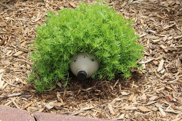 hedgehog_planter