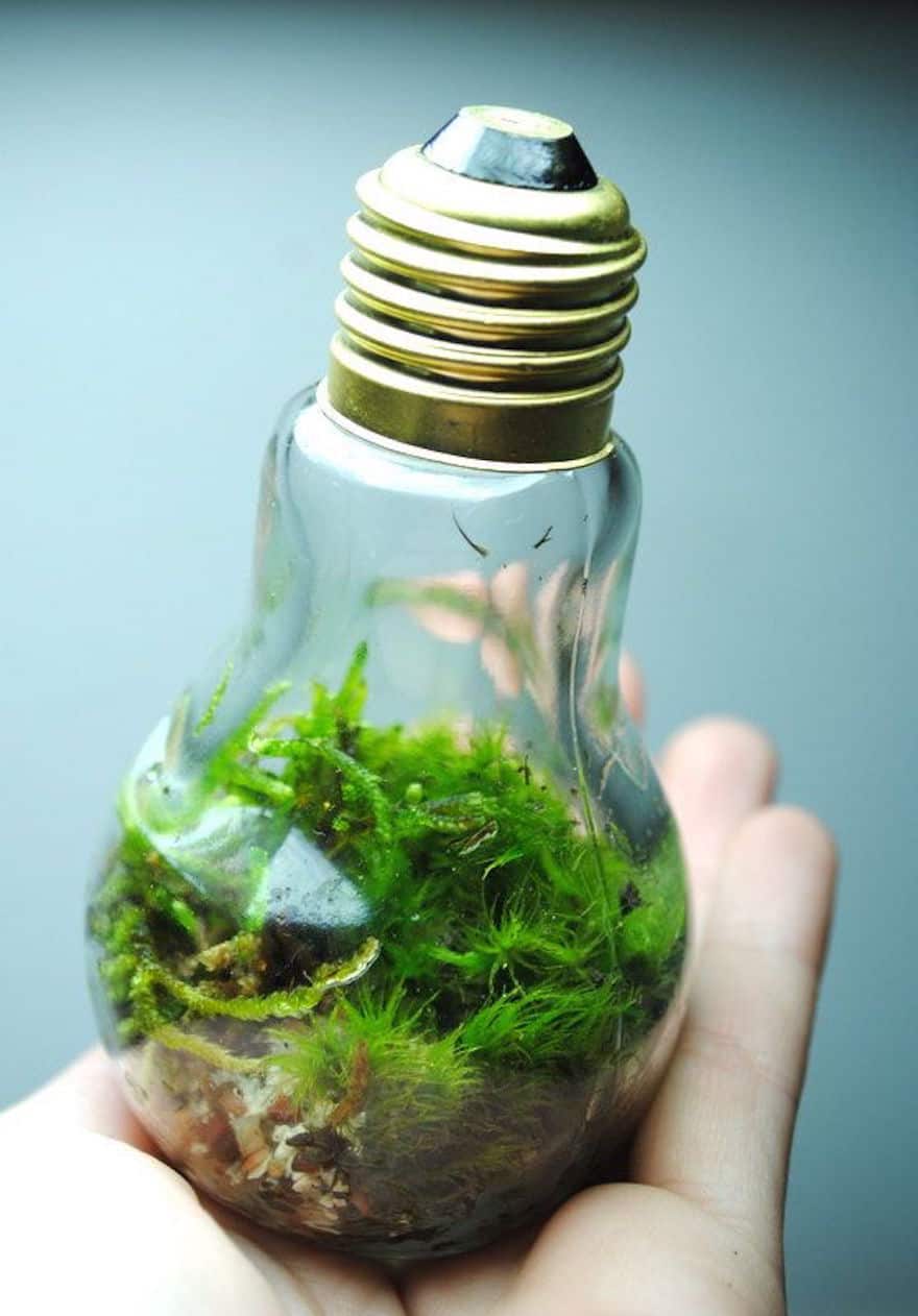 Tiny ecosystem