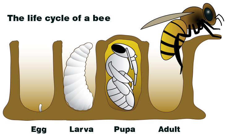 Drawing shows life cycle of a bee in four cells of a honeycomb. First has a new egg. Second is a larva. Third is a pupa. And last is the adult climbing out of the cell. 