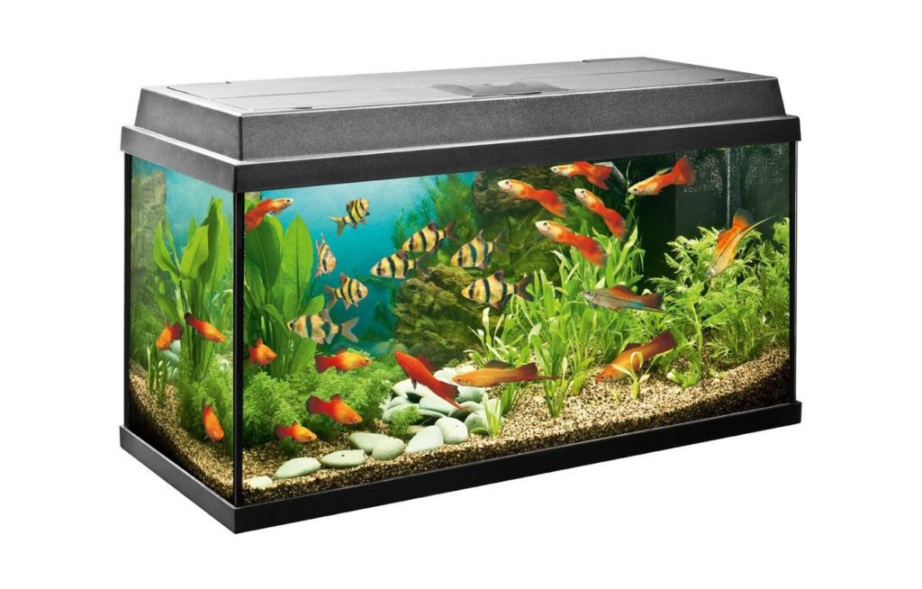 аквариум в зависимости от воды
