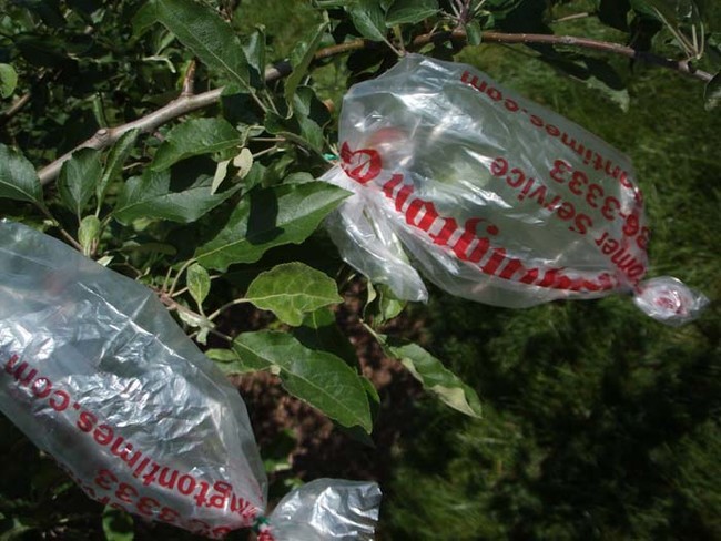 If you have a fruit tree in your yard, put a plastic bag around ripe fruits to keep them from falling off or getting damaged. 