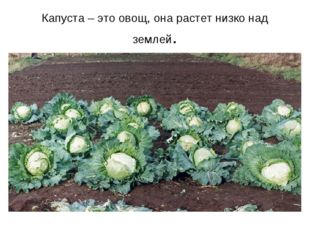 Капуста – это овощ, она растет низко над землей. 