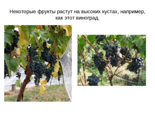 Некоторые фрукты растут на высоких кустах, например, как этот виноград. 