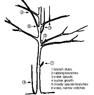 diagram of tree illustrating in numbered order on the tree parts: 1. branch stubs, 2. rubbing branches. 3. water sprouts, 4. sucker growth, 5. closely spaces branches, 6. weak, narrow crotches
