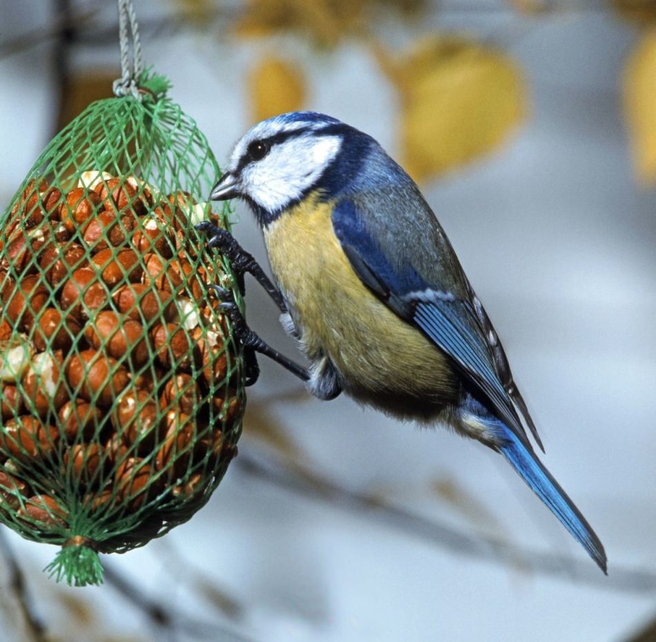 Кормушка для птиц из сетки для упаковки овощей и фруктов