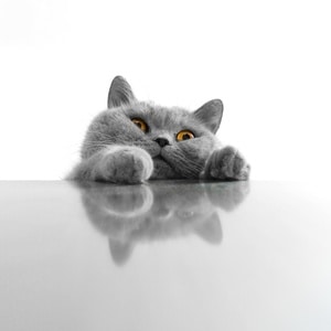 Photo of grey cat with yellow eyes trying to climb up