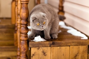 Picture of Fold grey cat with yellow eyes sitting on wooden stairs