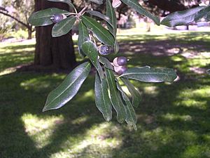 Quercus virginiana-leaves-acorns