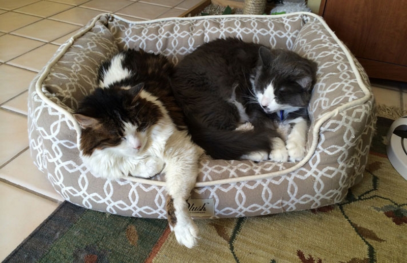 Тесное спальное место для двух кошек