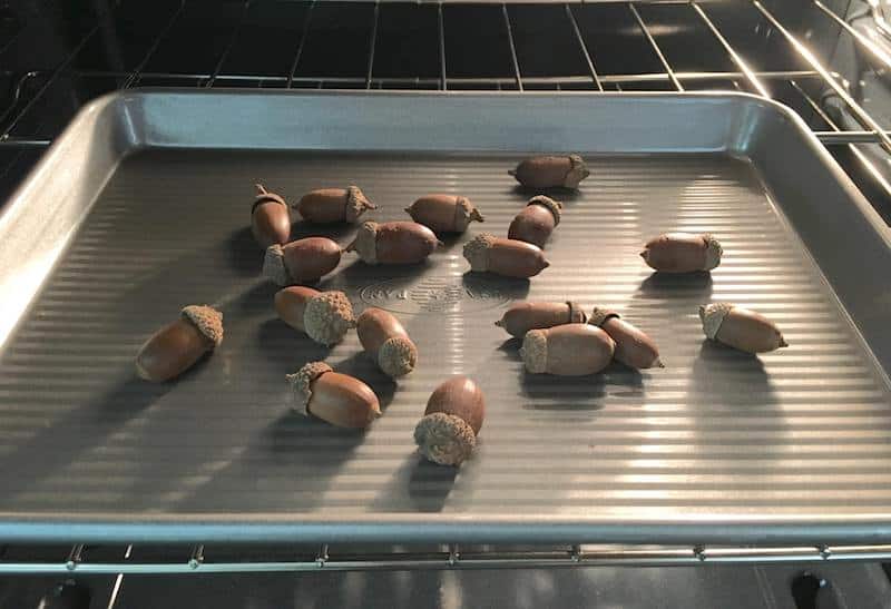 How to dry acorns in the oven