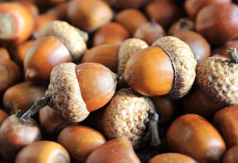 How to prepare acorns for crafts