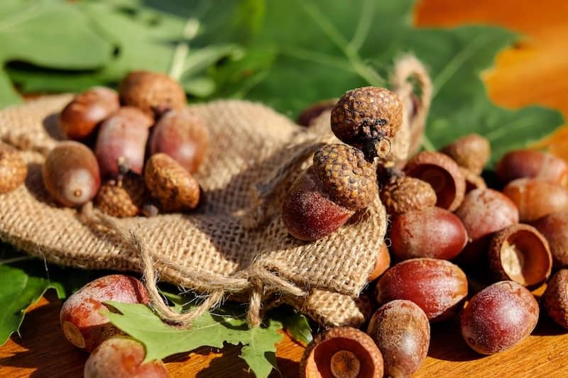 How to Dry Acorns for Craft Projects