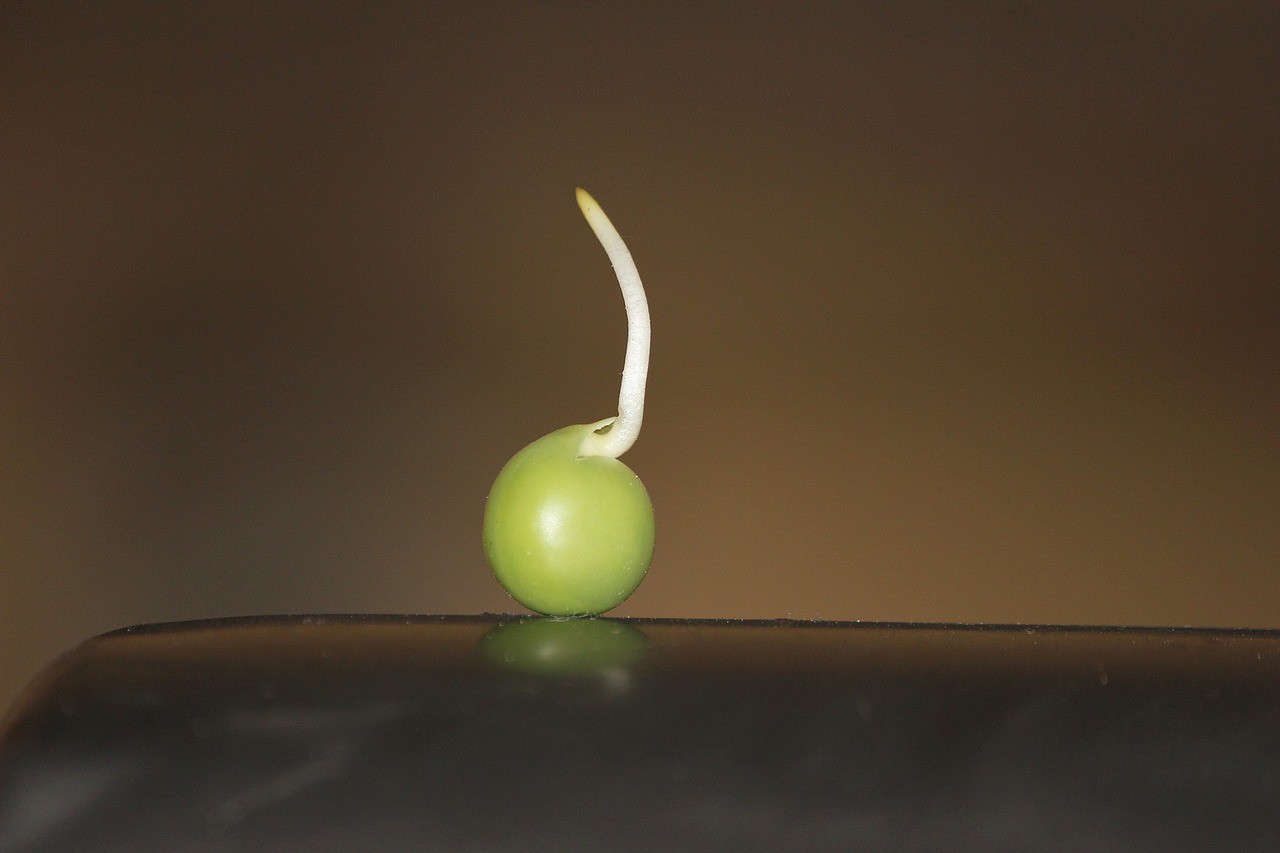 a germinating seed