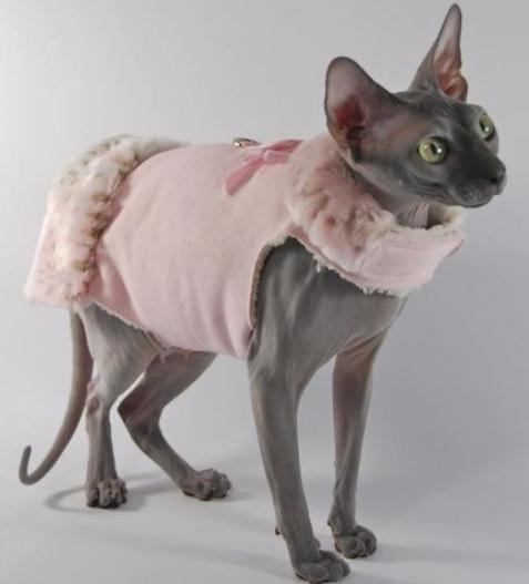 Одежда для кошек и кошки в одежде