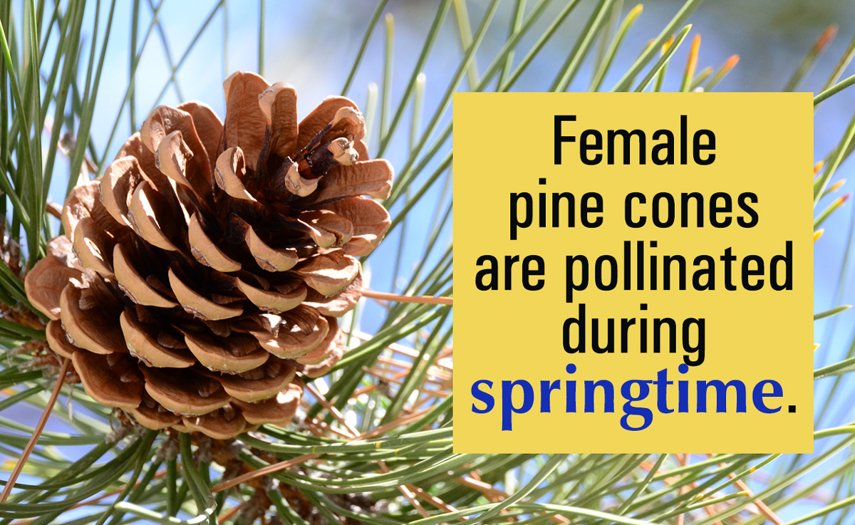 Growing Trees from Pine Cones