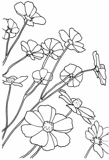 Красивые рисунки цветов для срисовки (1)
