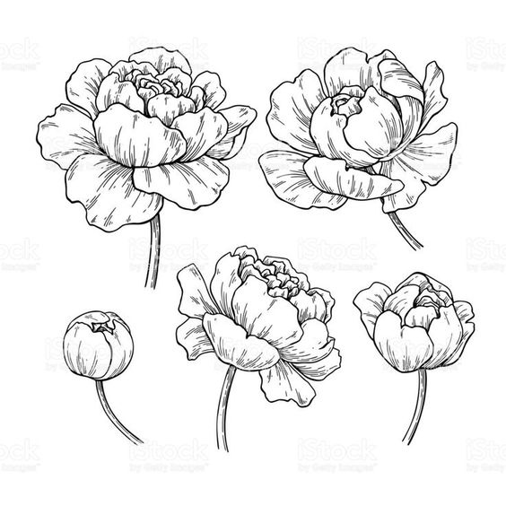 Красивые рисунки цветов для срисовки (13)