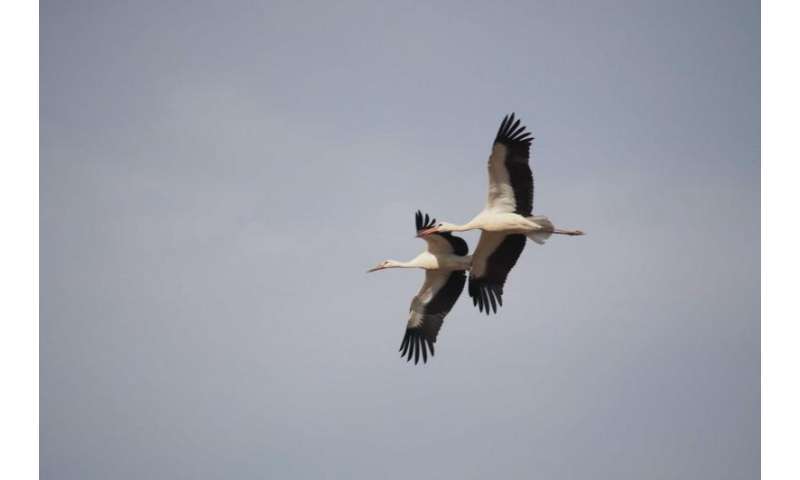 White storks found to be altering migration patterns due to human environmental changes