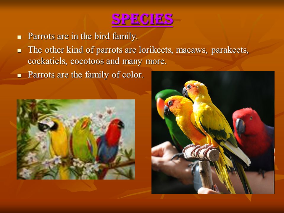 species Parrots are in the bird family.