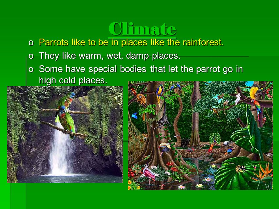 Climate Parrots like to be in places like the rainforest.