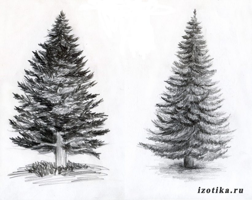 Деревья, нарисованные карандашом 