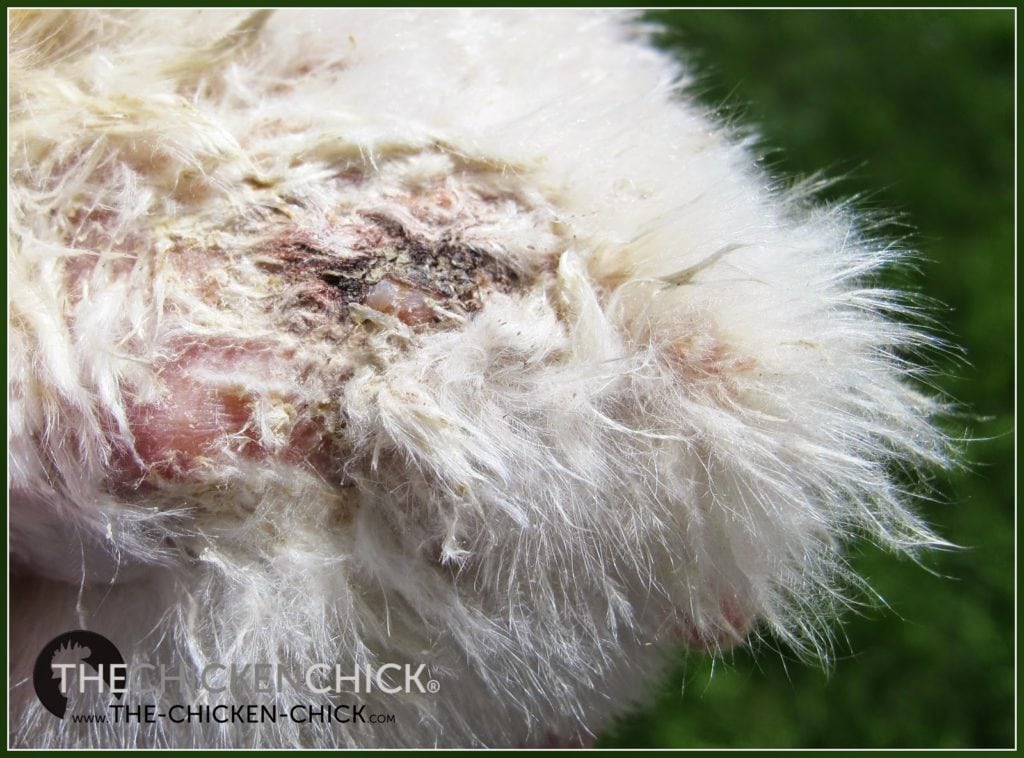 Any time a chicken is injured from feather picking or the skin is compromised, the bird must be kept physically separated from other chicks until the injury has healed completely in order to avoid further injury and worse. 