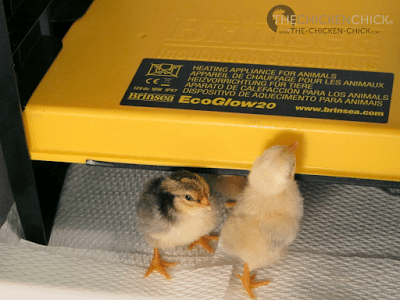  Brinsea EcoGlow radiant heat chick brooder