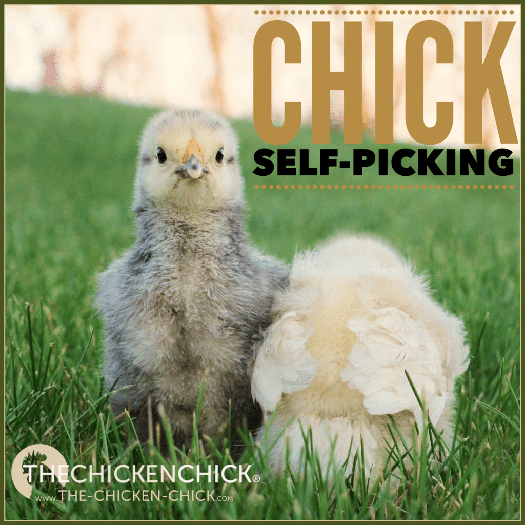 Any time a chicken is injured from feather picking or the skin is compromised, the bird must be kept physically separated from other chicks until the injury has healed completely in order to avoid further injury and worse. 