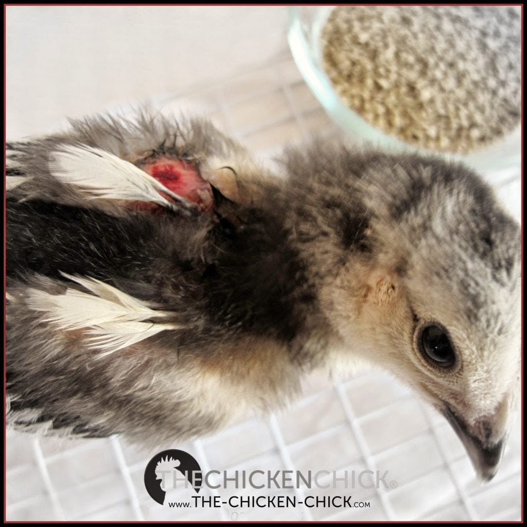 Any time a chicken is injured from feather picking or the skin is compromised, the bird must be kept physically separated from other chicks until the injury has healed completely in order to avoid further injury and worse. 