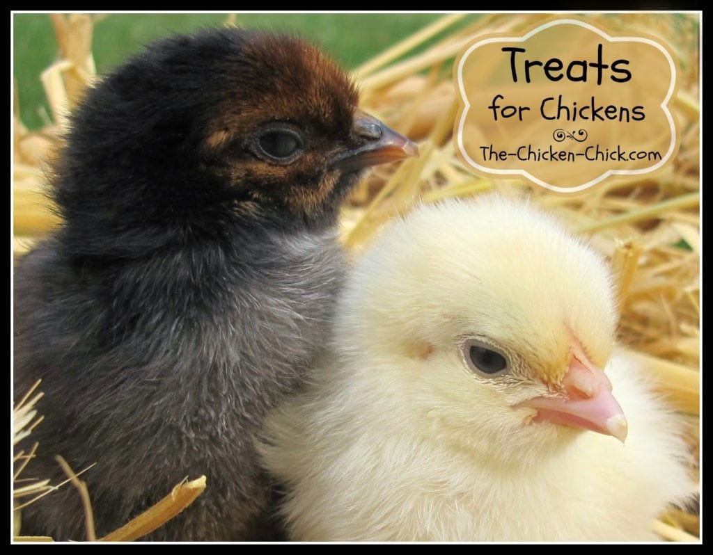  Treats guide for chicks and older chickens