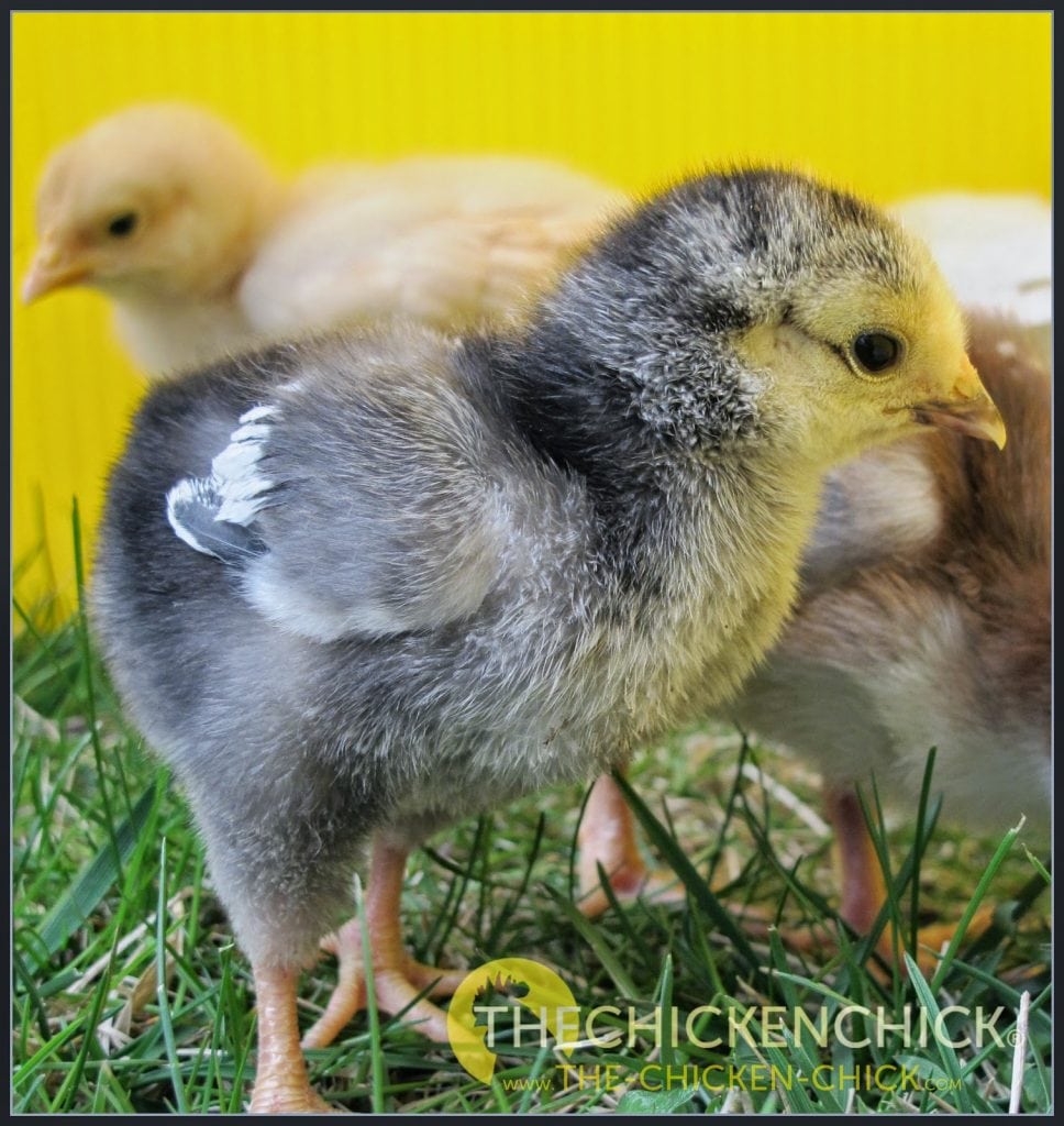 Overheating baby chicks causes picking problems.