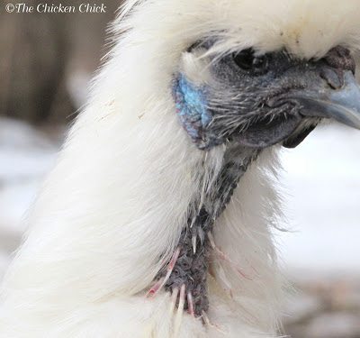 Be on the lookout for broken pin feathers during a molt and immediately separate any bird with damaged or bleeding pin feathers from the flock to prevent further injury.