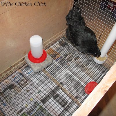 Putting crest feathers in a ponytail on top of the head sometimes works to cover bald spots, hide pin feathers and to hide the scalp. Trimming feathers around the eyes can improve the bird