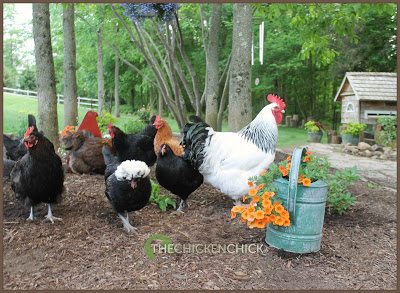 Chicks in brooders are frequently overheated by the use of heat lamps, which increases the risk of aggression and picking behaviors. 