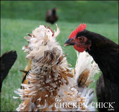 Putting crest feathers in a ponytail on top of the head sometimes works to cover bald spots, hide pin feathers and to hide the scalp. Trimming feathers around the eyes can improve the bird
