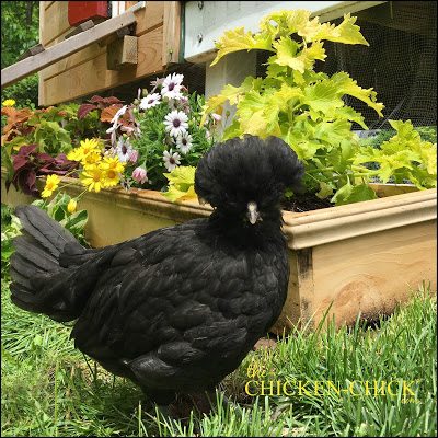 Feather and skin picking is a serious problem behavior exhibited by chickens under stress. If the stress is not identified and alleviated, feather picking can degenerate into a flock-wide problem with deadly results.