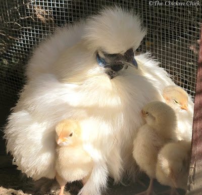 Putting crest feathers in a ponytail on top of the head sometimes works to cover bald spots, hide pin feathers and to hide the scalp. Trimming feathers around the eyes can improve the bird