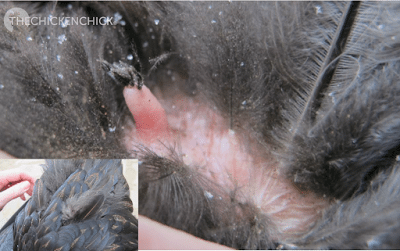 This is the preening gland, located at the base of the tail feathers. Oil in the gland is salty & hens will over-work the gland when deficient in certain nutrients.