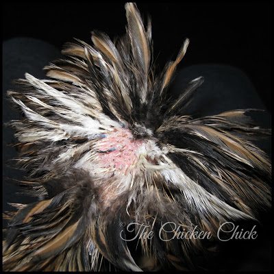 Putting crest feathers in a ponytail on top of the head sometimes works to cover bald spots, hide pin feathers and to hide the scalp. Trimming feathers around the eyes can improve the bird