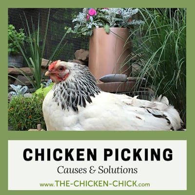 Feather and skin picking is a serious problem behavior exhibited by chickens under stress. If the stress is not identified and alleviated, feather picking can degenerate into a flock-wide problem with deadly results.