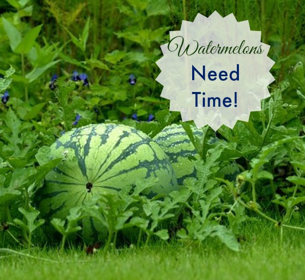 Growing Watermelons need time to mature. You have to be patient with this fruit