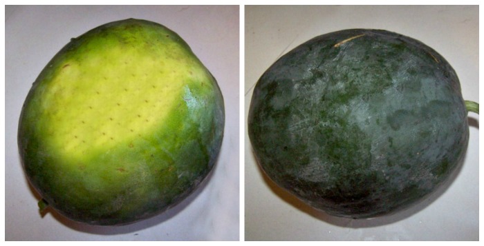 Dull watermelon with a yellow bottom